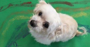 Puppy